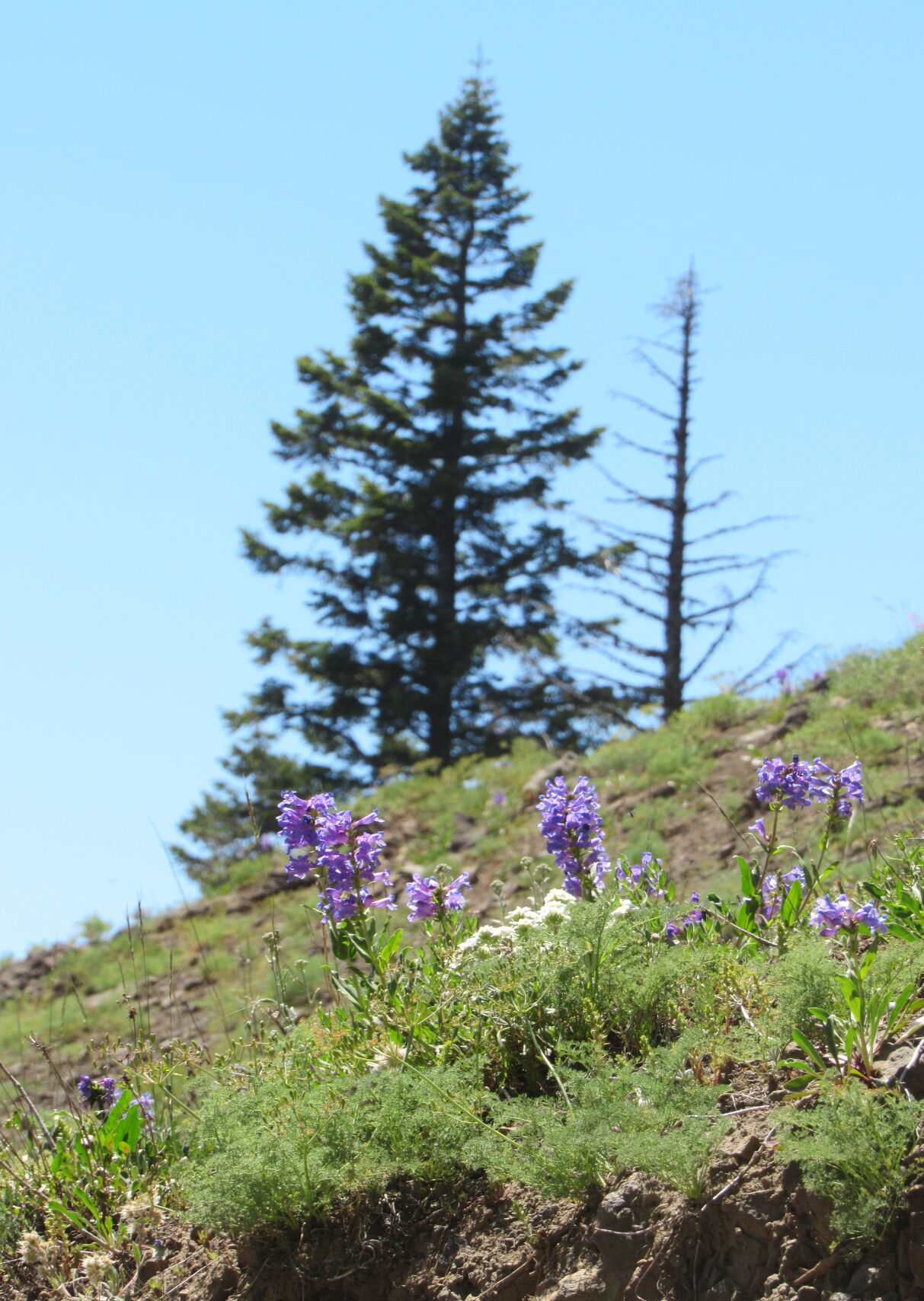Flowers 2